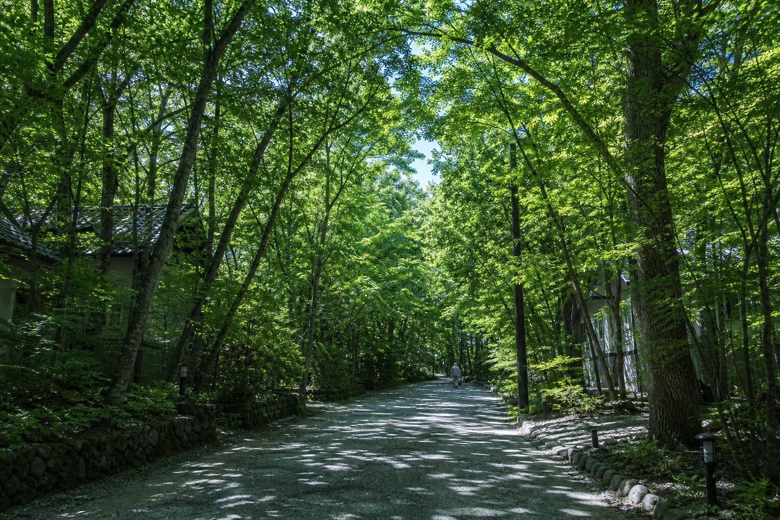 軽井沢の夏。木立の中を歩く道と緑のカーテン。涼しい高原の空気感を表す